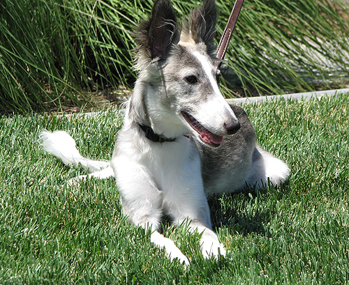Kali