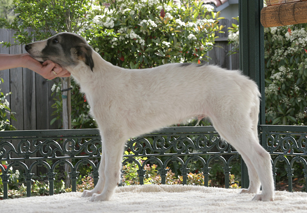 Sultan