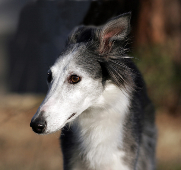 Tara