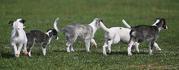 Sands of Time Litter at The Races